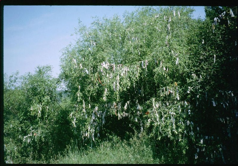 Окрестности Иркутска. 1991 - 0_94168_1fee0038_XXXL.jpg 0_94168_1fee0038_XXXL.jpg