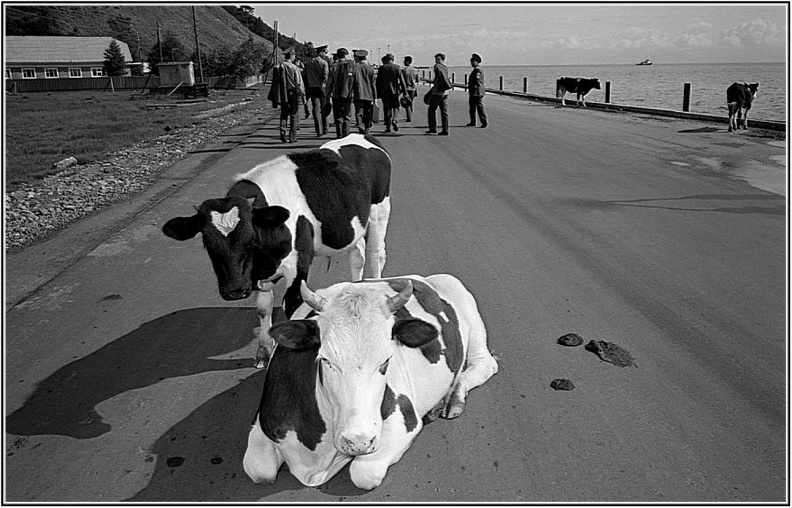 Листвянка. Коровы на асфальте. 1986-1989 - image (100).jpg image (100).jpg