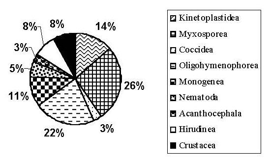 Online Anal Fissure: Symptoms, Diagnosis And Therapies