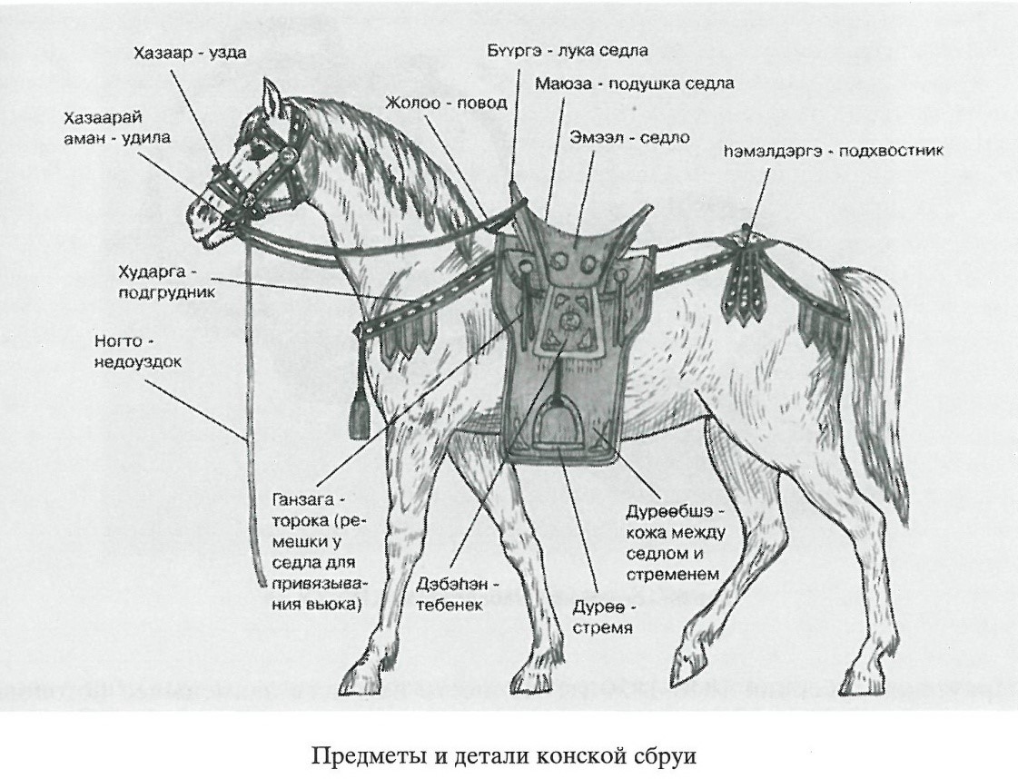 Теленок-сосунок, 5 (пять) букв - Кроссворды и сканворды