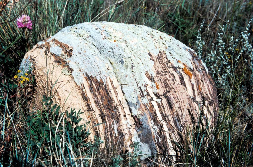 Покрытый лишайниками камень в степи на мысе Хыр-Хушуун (Рытый).