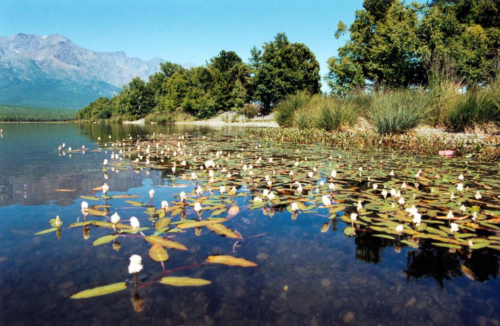 Одним из самых ярких водных растений лагунных озер северного Байкала является горец земноводный (Persikaria amphibia (L.) S.F. Gray. На снимке: заросли горца в озере на мысе Малый Солонцовый.