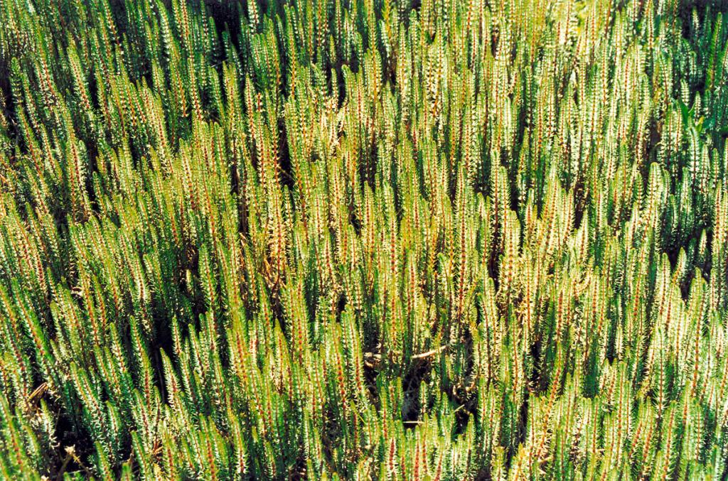 Карликовым еловым лесом кажутся заросли водяной сосенки (Hippuris vulgaris L.), возвышающиеся над поверхностью воды на 30 см. Одно из редких растений на берегах лагунных озер северного Байкала.