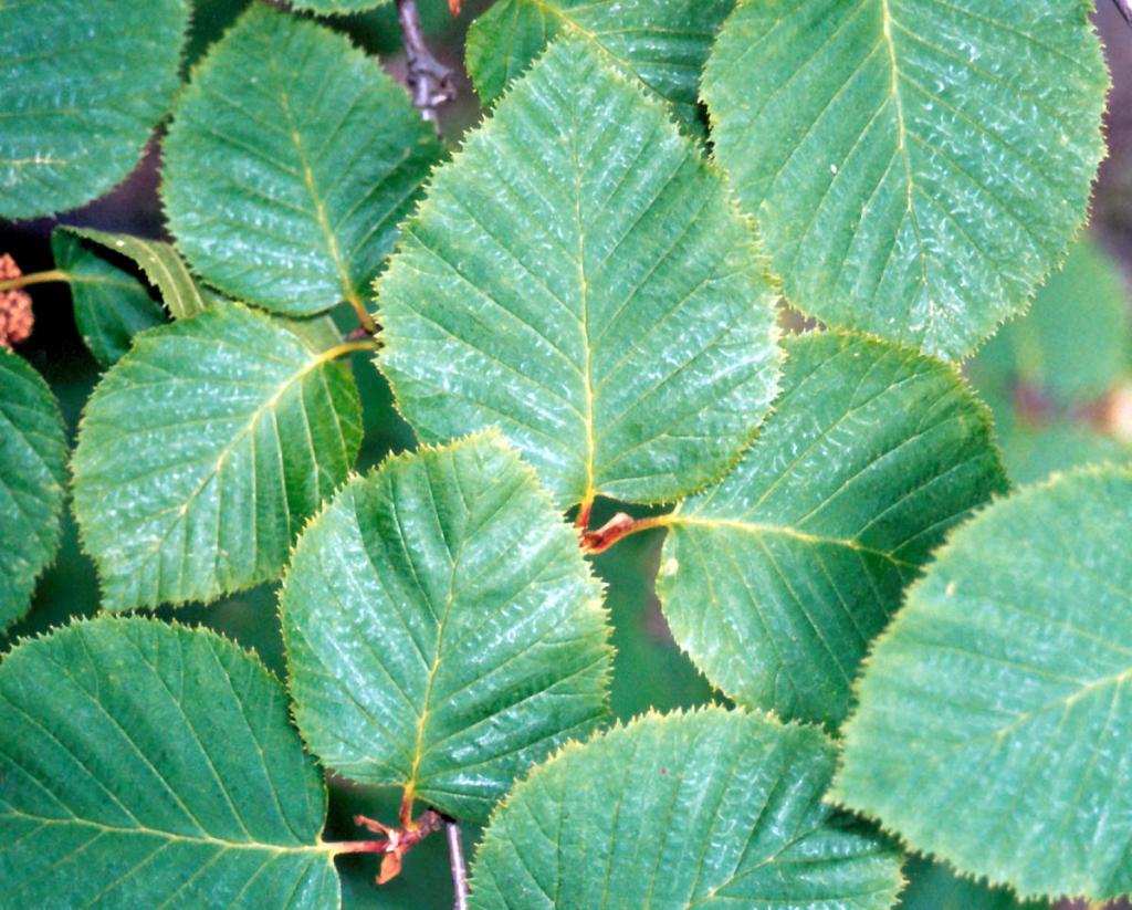 Листья душекии кустарниковой (Duschekia fruticosa (rupr.) Pouzar).