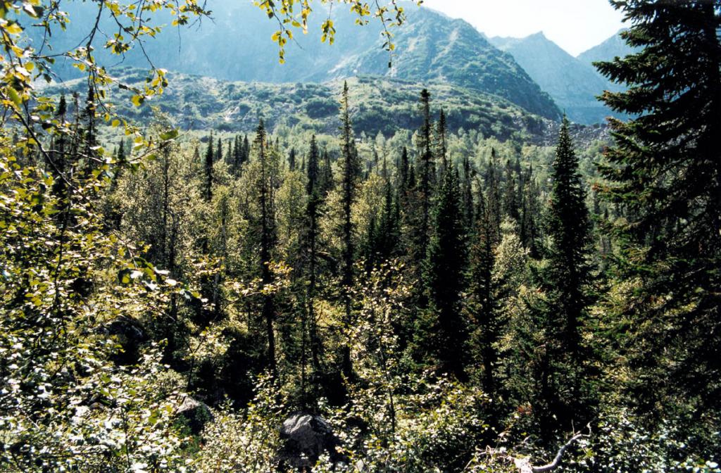Верхнюю границу леса на западном склоне Баргузинского хребта образуют кедр, каменная (шерстистая) береза, реже, по долинам рек, пихта и ель. На снимке: верхний предел древесной растительности в долине р. Шумилиха.