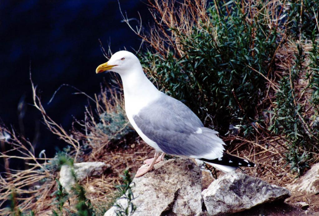 Серебристая чайка (Larus cachinnans Pall.) на склоне острова Голый Колтыгей.