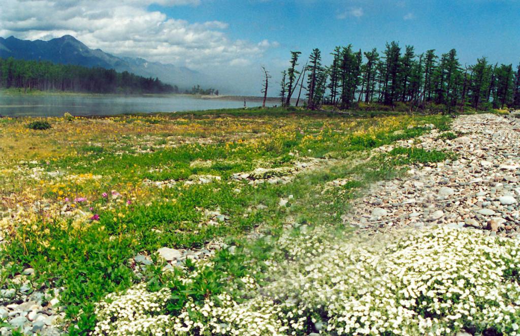 Лагунное озеро на мысе Покойники отделяется от Байкала достаточно широким галечниковым валом. В июле два десятка ярко цветущих видов растений украшают его всеми цветами радуги.