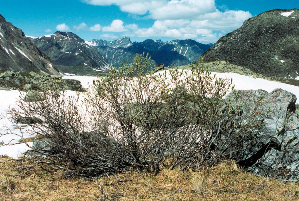Отдельные кусты ив поднимаются в баргузинских высокогорьях до высоты 1700 м. над ур.м. Еще до схода снежников они распускают свои махровые желтоватые сережки.