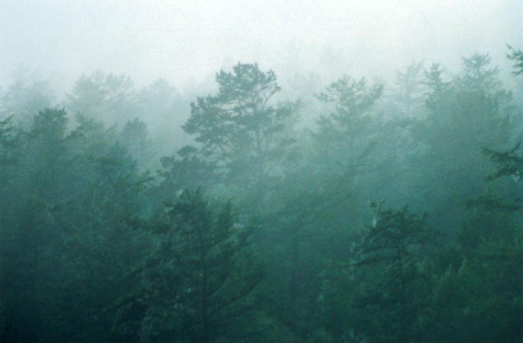 Туман в сосновом лесу.