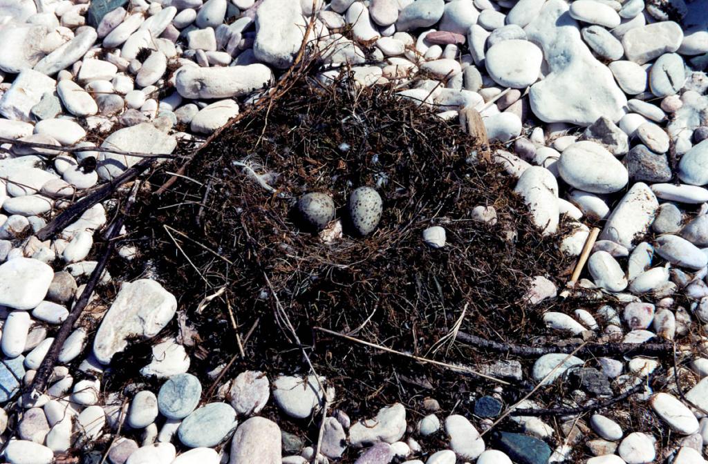 Гнездо серебристой чайки на мраморном галечниковом берегу острова Долгий (Архипелаг Ушканьи острова).