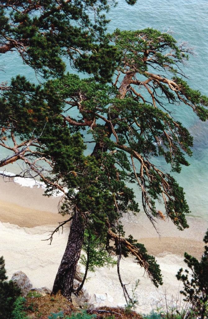 Сосна лесная (Pinus silvestris L.) над байкальским берегом: жизнь ее исполнена спокойствия и неразгаданного смысла.