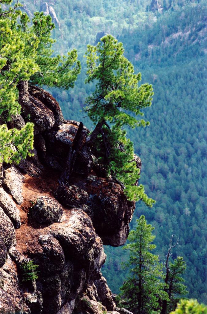 Над лесами в окрестностях Песчаной возвышается множество столбообразных скал с растущими на них сибирскими кедрами (Pinus sibirica Du Tour) Снимок сделан на вершине хребта.
