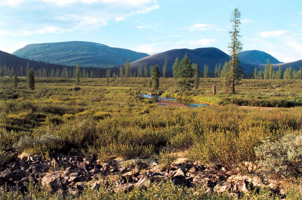 Типичная картина суровых высокогорий южной части Байкальского хребта в вершине реки Лена.