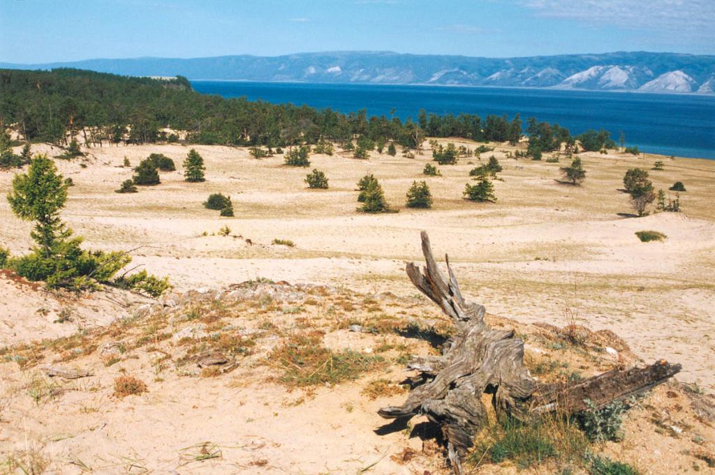 Окраину уникального урочища Песчанка покрывают сосновые леса. Некоторые из деревьев занесены песком по макушку. С восточного края урочища открывается красивый вид на Малое море и горы Приморского хребта.