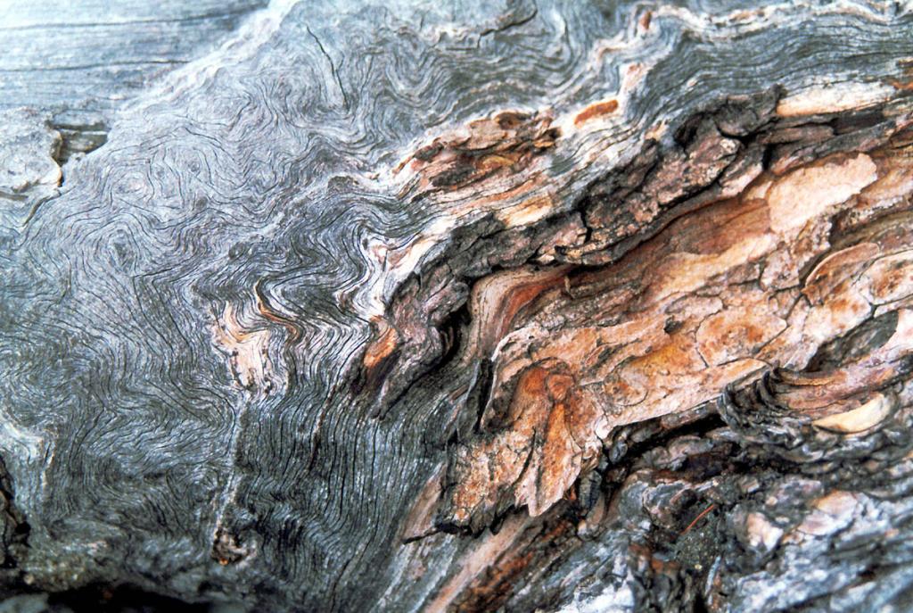 Для того, чтобы противостоять сильным байкальским ветрам, древесина лиственницы, растущей на берегу северного Байкала, имеет сложную спирально &quot;закрученную&quot; структуру. На снимке: фрагмент ствола живой лиственницы.