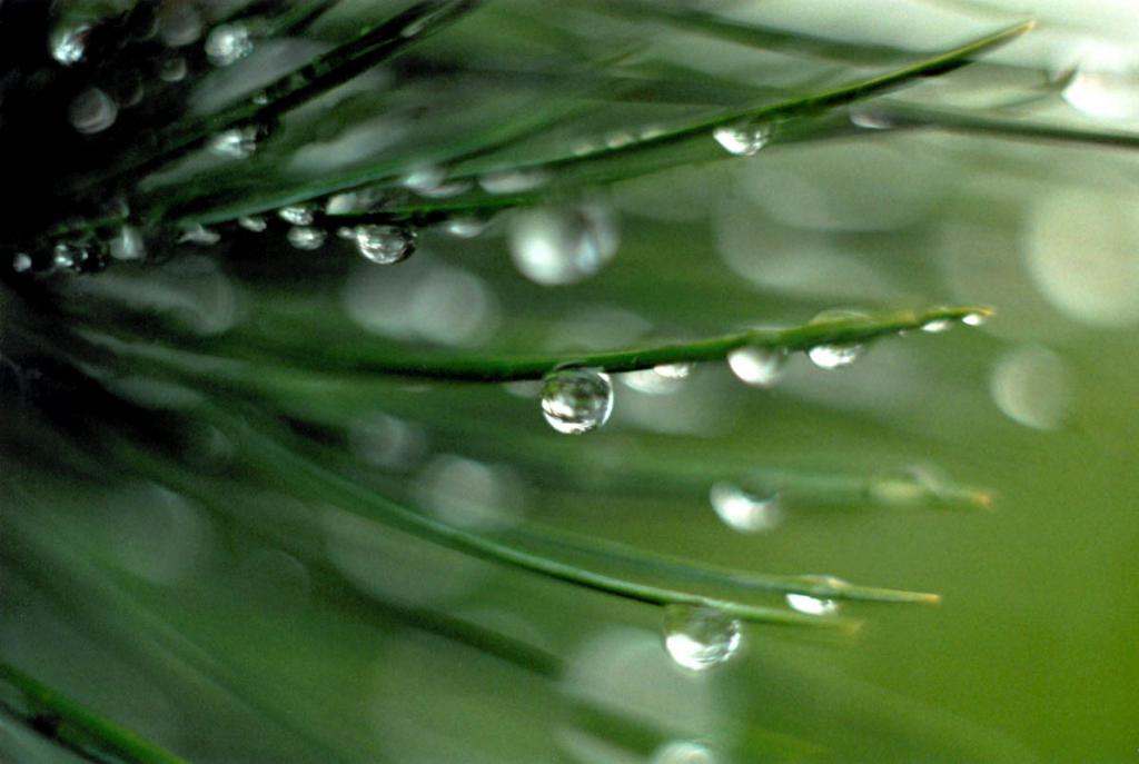 После летнего дождя на кедровых хвоинках сверкают миллионы влажных бриллиантов.