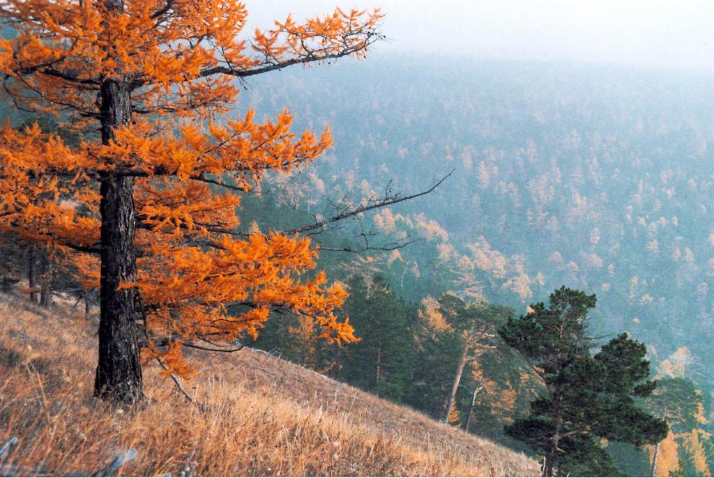 Без яркой осенней лиственницы леса Байкала потеряли бы половину своей красоты. Снимок сделан на склоне над мысом Заворотный.