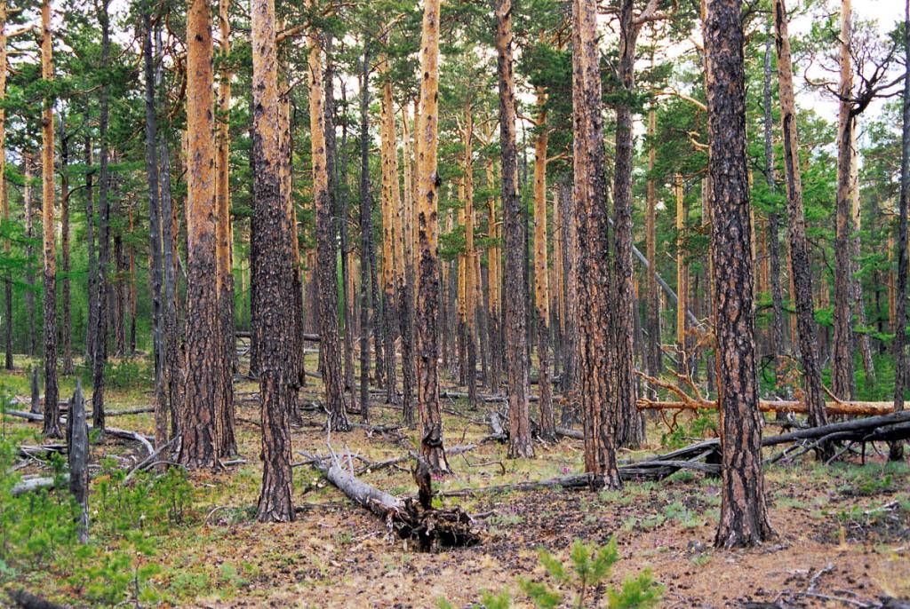 Сосновые леса широко распространены на восточном склоне Байкальского хребта. Занимают они южные склоны в нижней и средней части лесного пояса, избегая охлажденной Байкалом береговой полосы. Снимок сделан на склоне над мысом Хыр-Хушуун (Рытый).