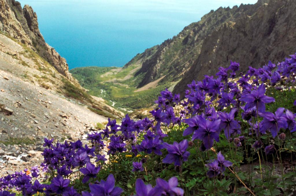 Слыша Зов Байкала, цветы высокогорного водосбора железистого (Aquilegia glandulosa Fisch. ex Link) &quot;смотрят&quot; в голубую даль. Снимок сделан в вершине ручья Безымянного (Скалистый).