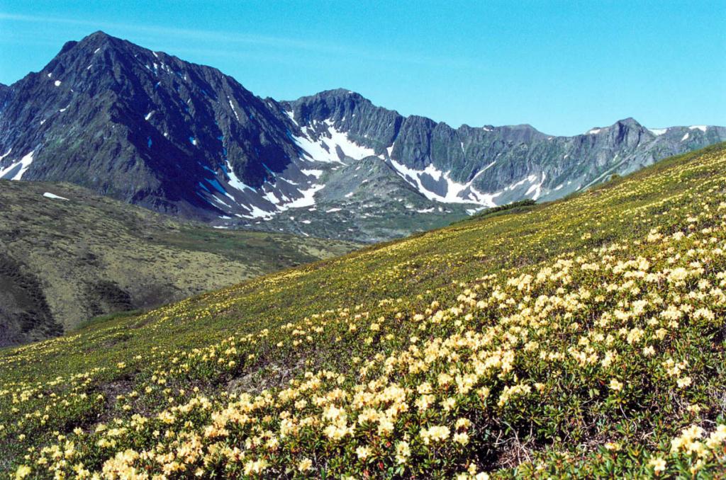 В короткое высокогорное лето тундры Байкальского хребта озаряются цветущими коврами рододендрона золотистого (Rhododendron aureum Georgi). Снимок сделан в вершине реки Правая Тонгода, первый правый приток.