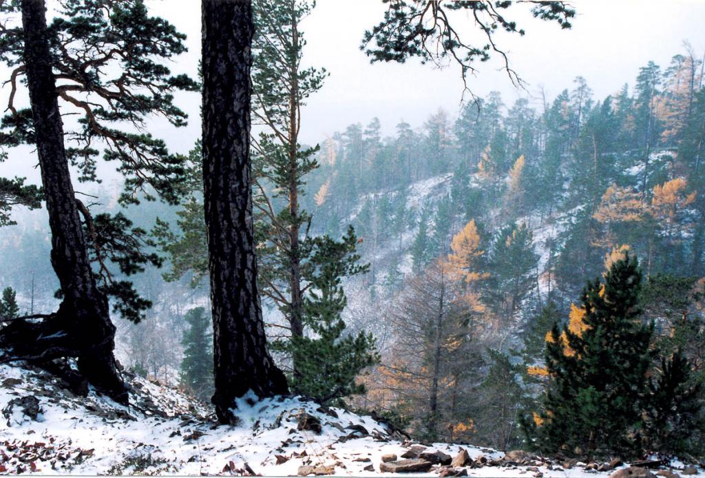 Снег в сосновом лесу на восточном склоне Байкальского хребта (район мыса Заворотный).