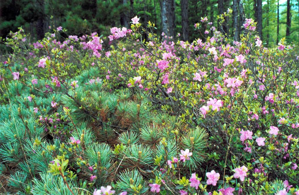 Цветение рододендрона даурского (Rhododendron dauricum L.) на целый месяц меняет прибрежные берега Северного Байкала, окрашивая их подлесок в нежно розовый цвет. Снимок сделан на мысе Саган-Марян.