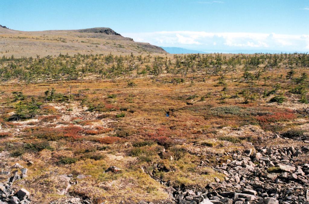 Уникальное старое карликовое лиственничное редколесье (1600 м. над ур. м.) на платообразной вершине Байкальского хребта (левый берег р. Риты).