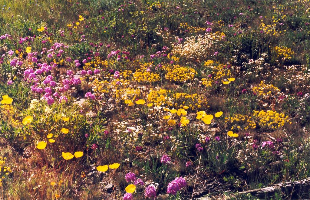 Бурачки, маки, клаусии, ясколки, звездчатки, остролодочники (Alissum spp. Papaver spp. Clausia aprica (Steph.) Korn. Cerastium spp. Stellaria spp. Oxytropis spp.) образуют на галечниковых берегах Северного Байкала красочные низкотравные сообщества.