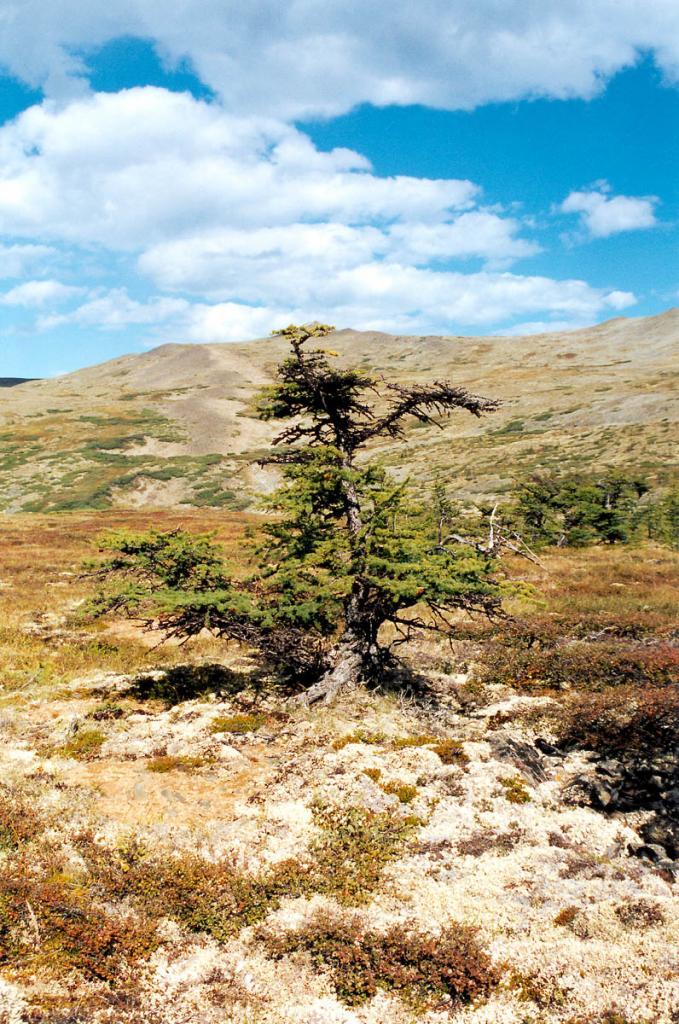 В высокогорной тундре Байкальского хребта встречаются угнетенные карликовые (до 3 метров) лиственницы. Возраст их может достигать 200-250 лет. Последний предел произрастания лиственницы отмечен автором на высоте 2000 м. над ур.м.