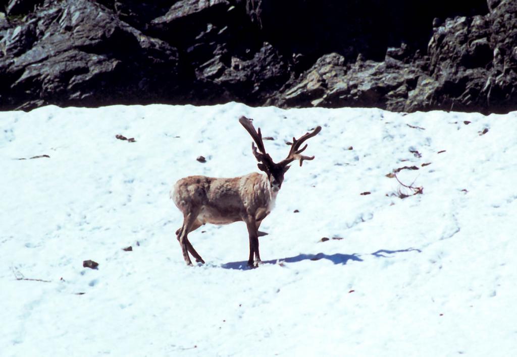 Большую часть летних дней северный олень в горах Байкальского хребта проводит на снежниках. Здесь прохладнее и меньше гнуса. На снимке: старый самец на снежнике подпустил на 50 метров.