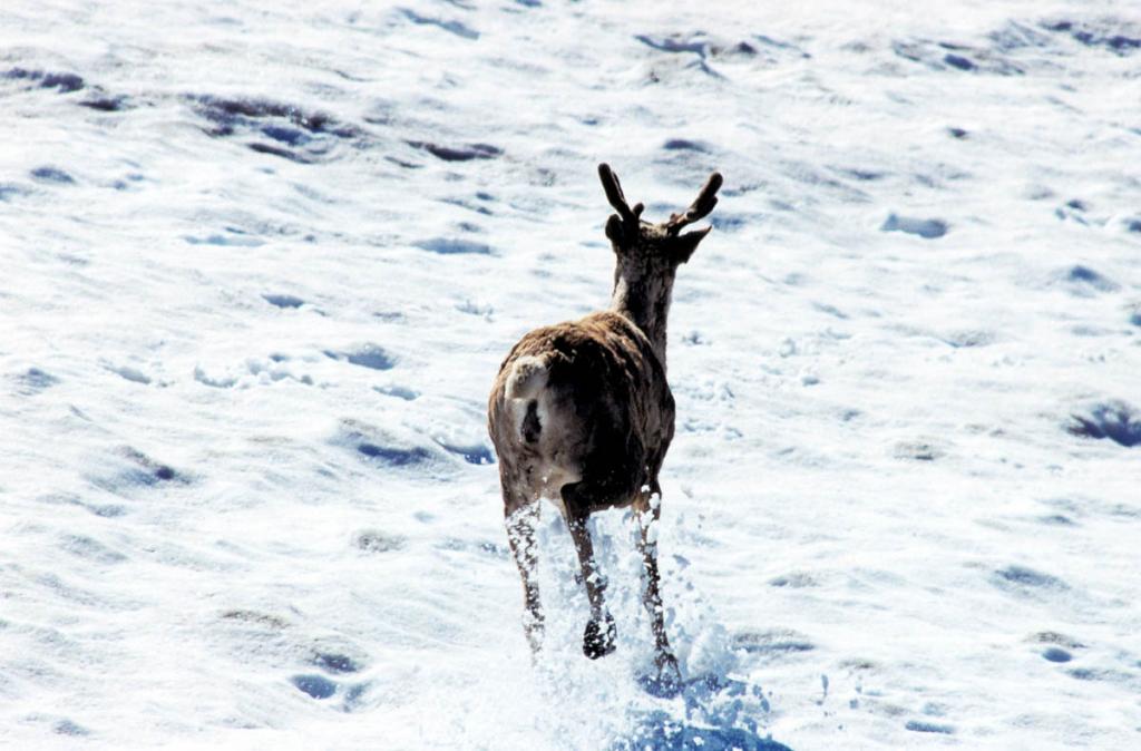 Копыта бегущего северного оленя высекают на высокогорном снежнике брызги мокрого снега.