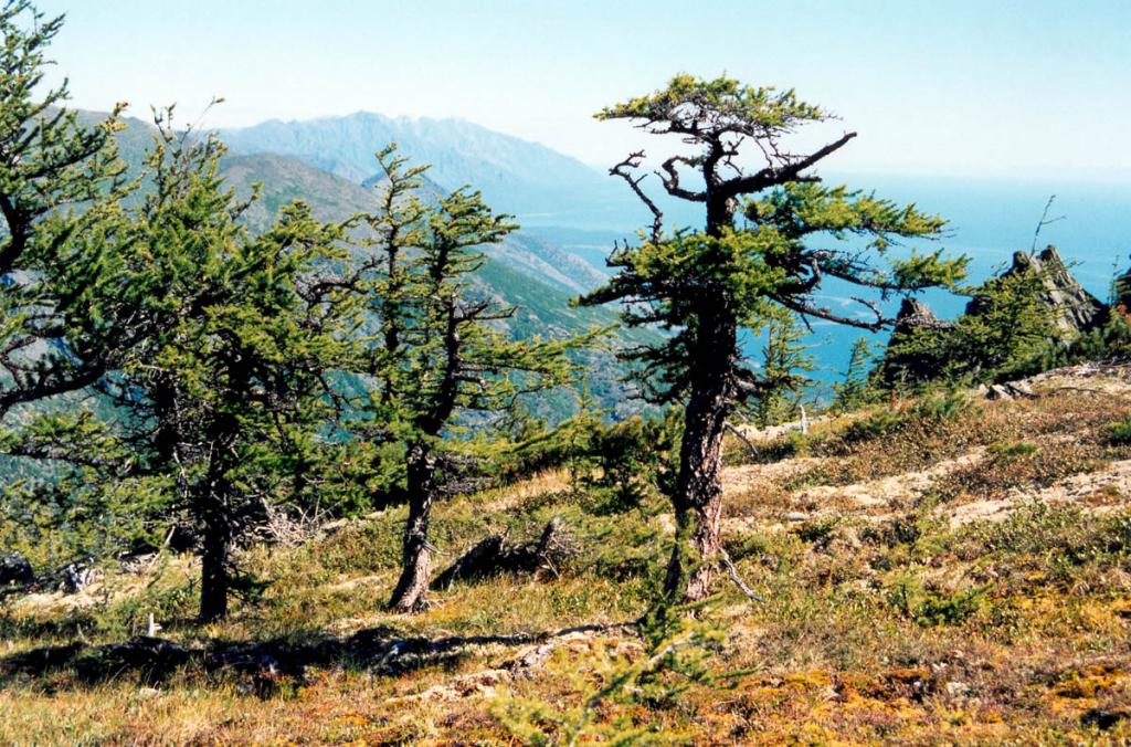 Лиственничные редколесья можно встретить на Байкальском хребте даже на высоте 1800-1900 м. над ур.м. Снимок сделан в вершине правого притока р. Шартла.