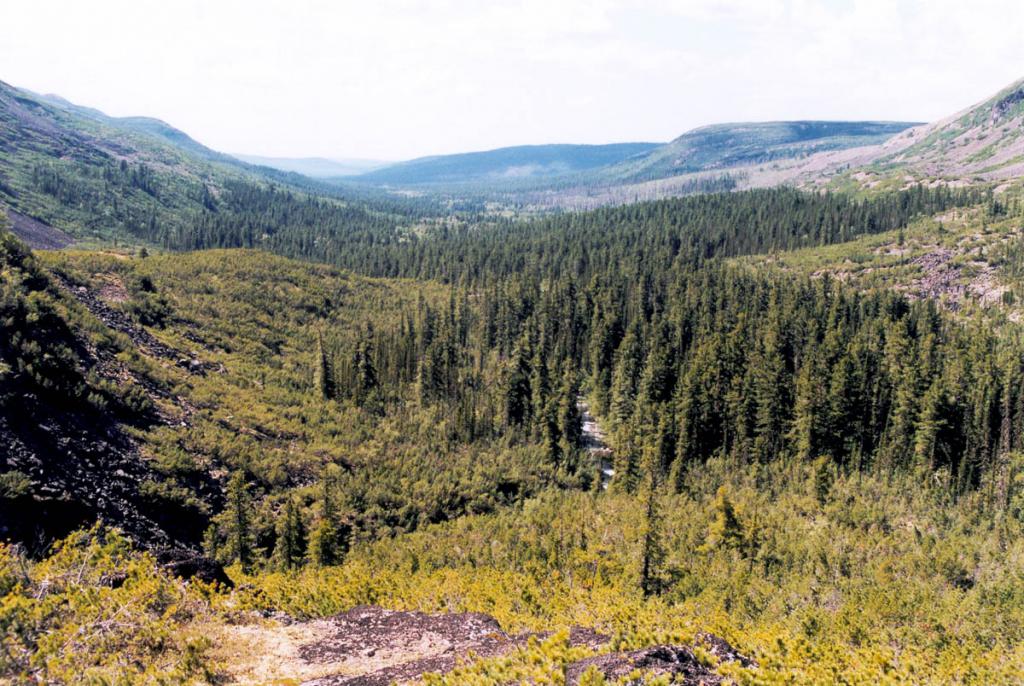 Коренной 300-летний кедровый массив в долине верховий р. Правая Тонгода - уникальное место в северо-западном Прибайкалье.