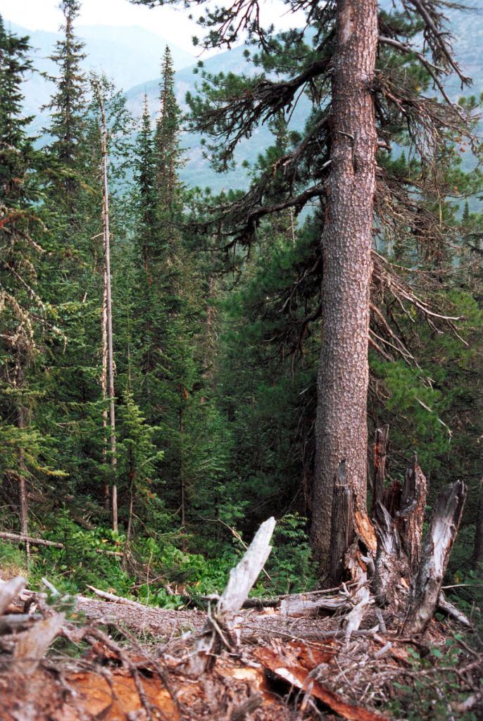 Коренной кедрово-еловый лес на западном склоне Байкальского хребта в вершине р. Левый Улькан.