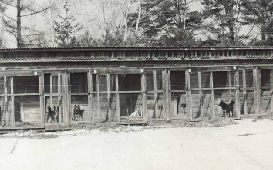 Иркутский питомник лаек в с. Моты. Вольеры с лайками. Фото 1972 года.