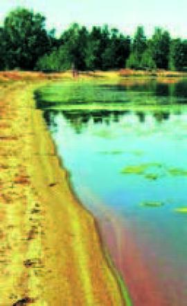 Вспышка численности цианобактерий в озере Бормашевом (п-ов Святой Нос)