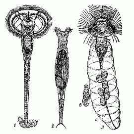 Коловратки: 1 — Ptygura cephaloceros grande; 2 — Rotaria rotatoria; 3 — Collotheca trilobata: a — самка, б — самец.