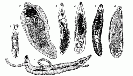 Трематоды: 1 — Busephalus polymorphus, дл. 1—2 мм; 2 — Fasciola hepatica, дл. до 30 мм; 3 — Dicrocoelium lanceatum, дл. ок. 10 мм; 4 — Opistorchis felineus, дл. ок. 10 мм; 5 — Echinostoma revolutum, дл. 7—10 мм; 6 — Cyclocoelum mutabile, дл. ок. 12 мм; 7 — Schistosomum haematobium, дл. 12—20 мм; более широкий самец удерживает самку в своем брюшном жёлобе.