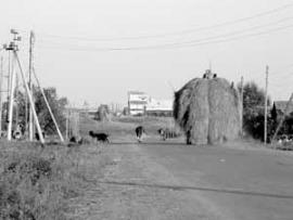 Куйтунские крестьяне сена для своих коров запасли вдоволь