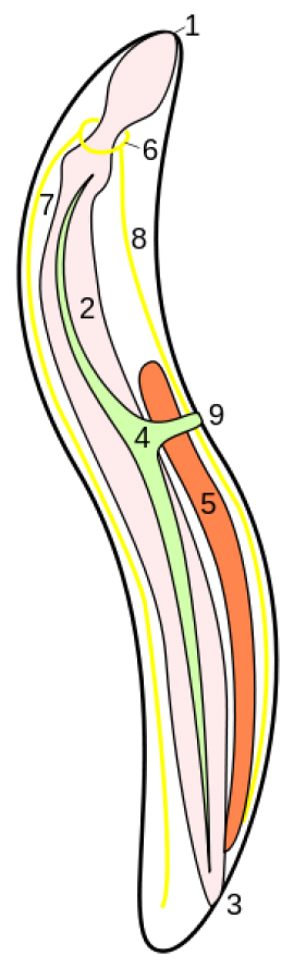 Схема строения тела (гермафродитной) нематоды: 1 — передний конец тела, несущий рот; 2 — кишка; 3 — клоака; 4 — выделительная система; 5 — семенник; 6 — нервное кольцо; 7 — дорзальный нерв; 8 — вентральный нервный ствол; 9 — выделительное отверстие.