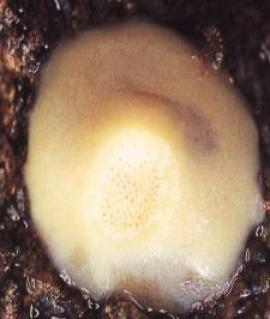 Корковая губка (неопределенная до вида, около 2 см в диаметре) (фото О. А. Тимошкина)