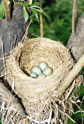 Гнездо сибирского дрозда