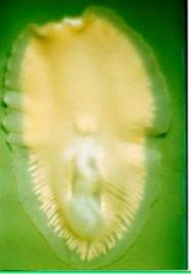 Гигантская глубоководная планария Rimacephalus arecepta depigmentata, длина 13 см (фото О. А. Тимошкина)