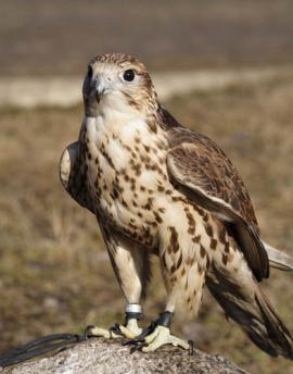 2 – Балобан (Falco cherrug)