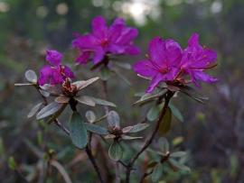 Рис. 3.77. 2. Рододендрон мелколистный – Rhododendron lapponicum subsp. parvifolium (Adams) Malyschev.
