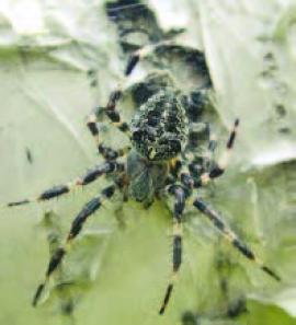 2 – Araneus nordmanni