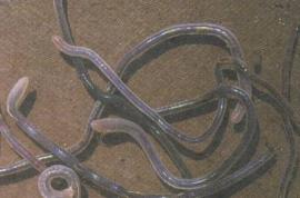 Малощетинковые черви люмбрикулиды (фото О. А. Тимошкина)