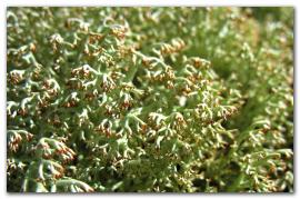 Cladonia aff. arbuscula s.l. - Cladoniaceae