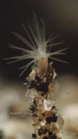 Малощетинковый червь Manayunkia baicalensis (5) (фото Т. Я. Ситниковой и С. И. Дидоренко)