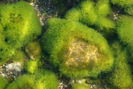 Зеленые водоросли Байкала